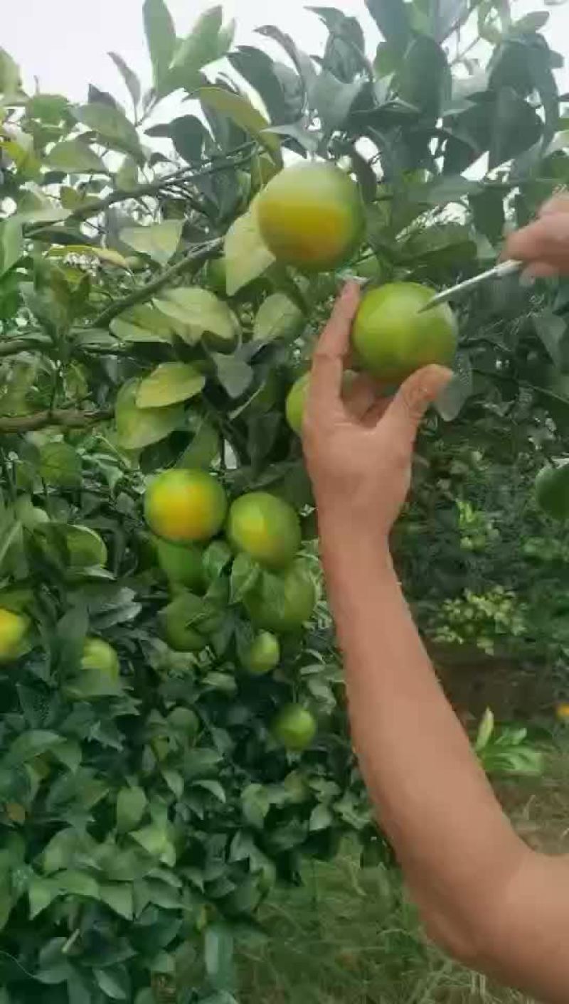 金钱橙