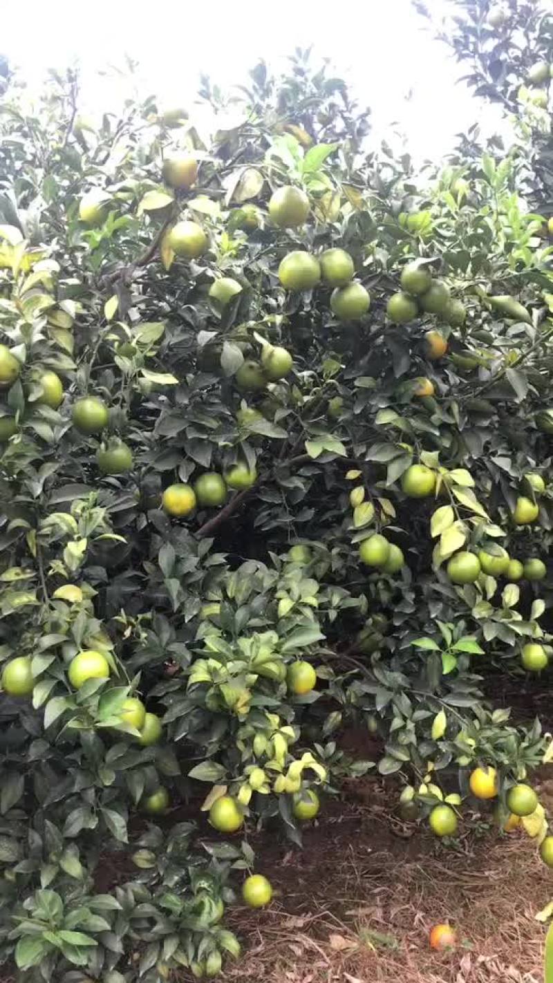 金钱橙
