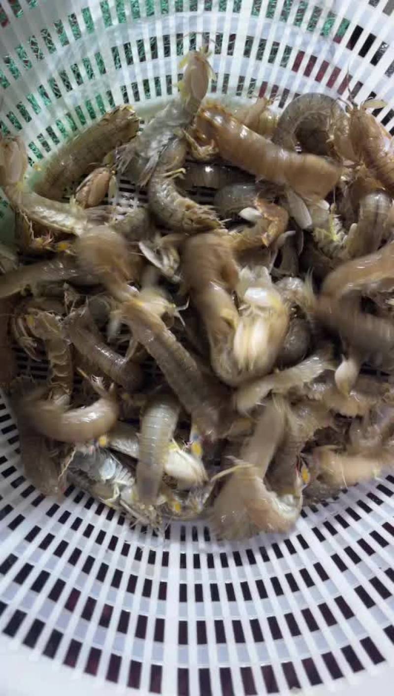 鲜活皮皮虾
