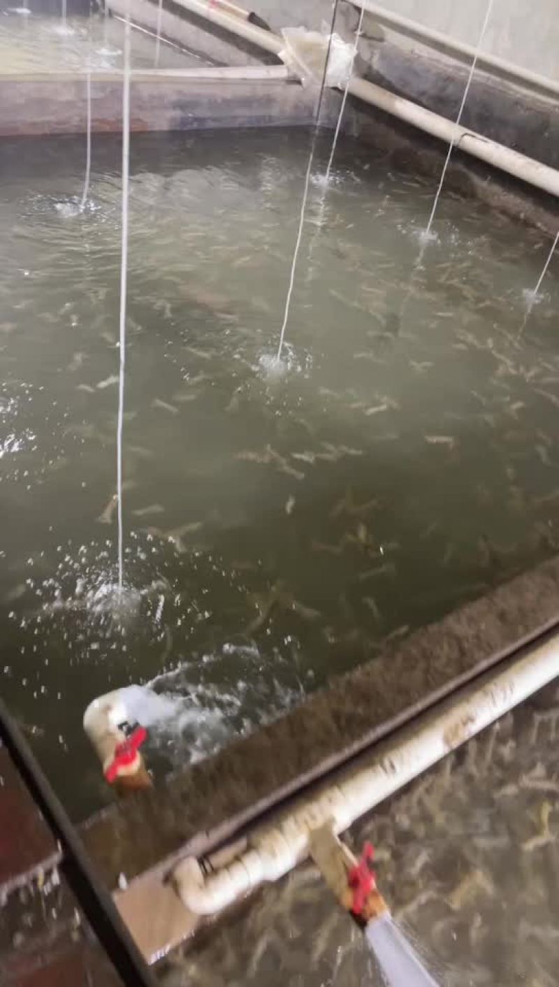 鲜活皮皮虾