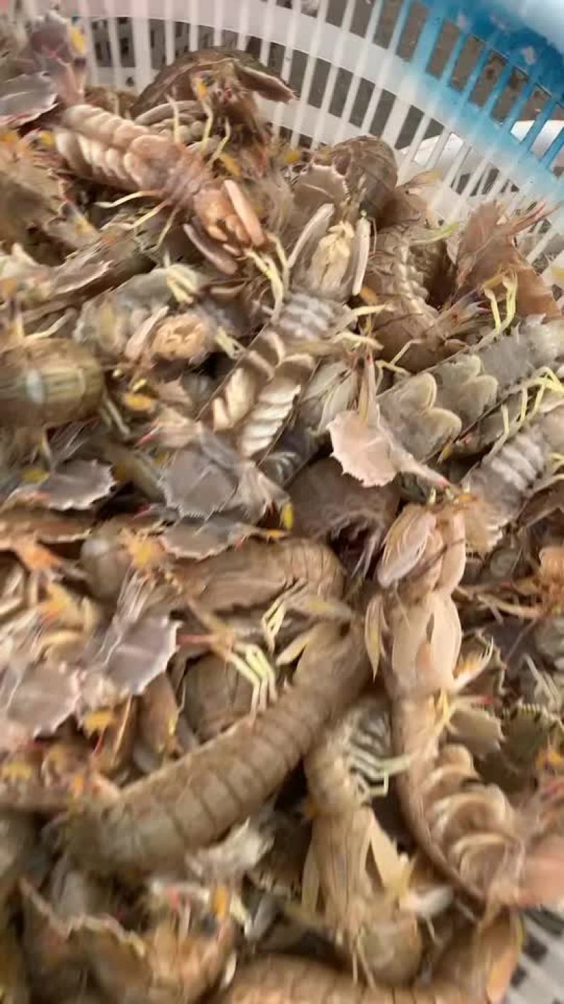 鲜活皮皮虾