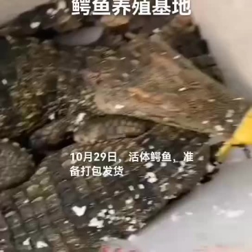 活体鳄鱼，鳄鱼苗，鳄鱼肉