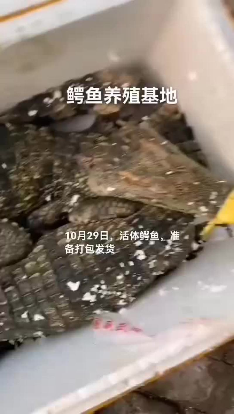 活体鳄鱼，鳄鱼苗，鳄鱼肉