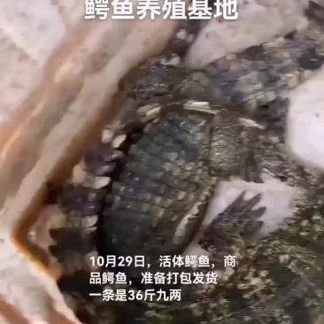活体鳄鱼，商品鳄鱼