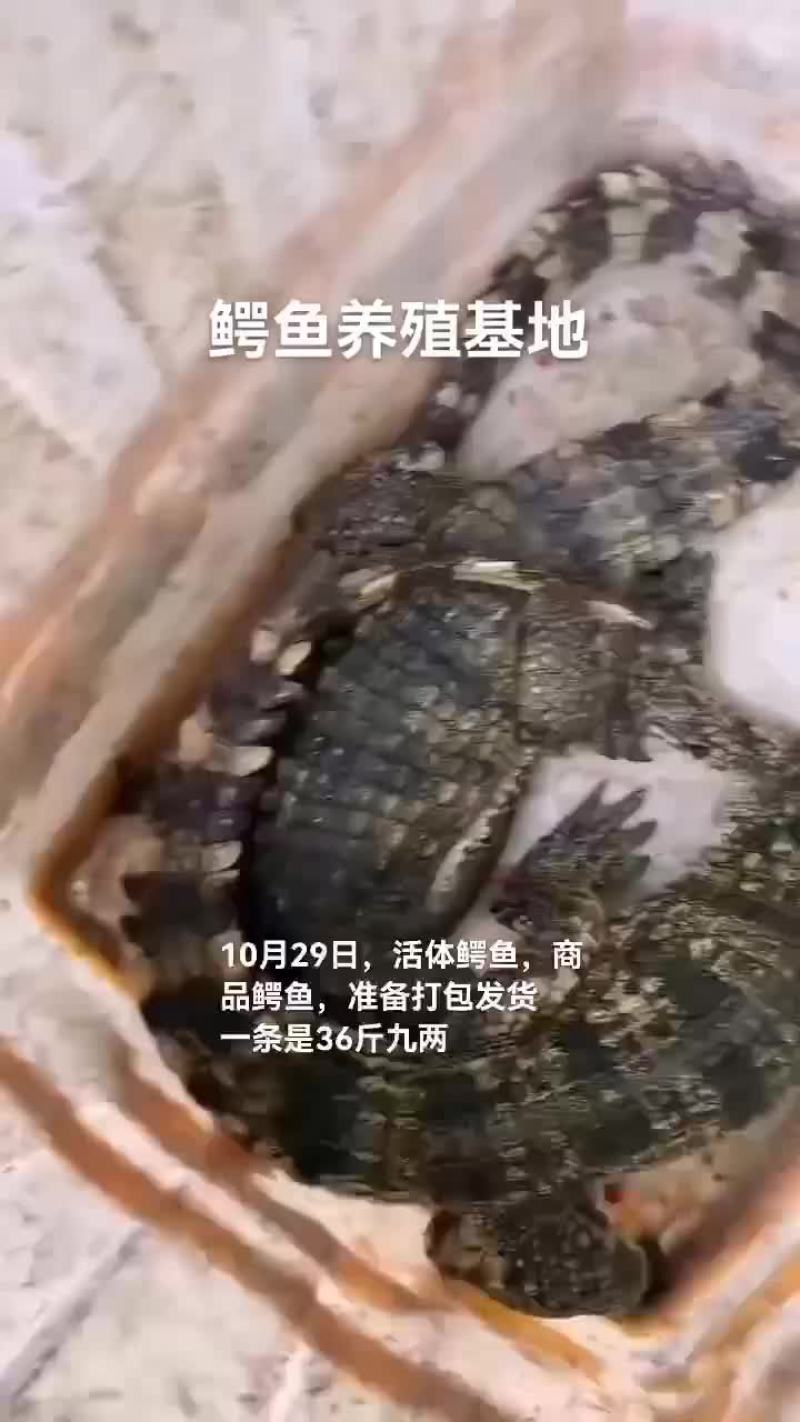 活体鳄鱼，商品鳄鱼