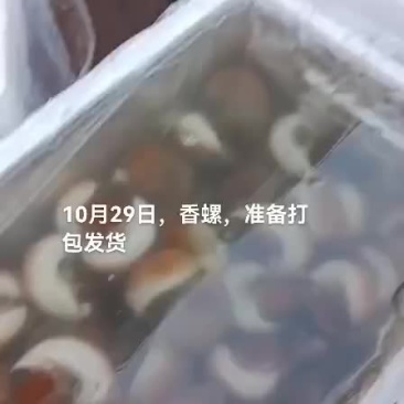 香螺