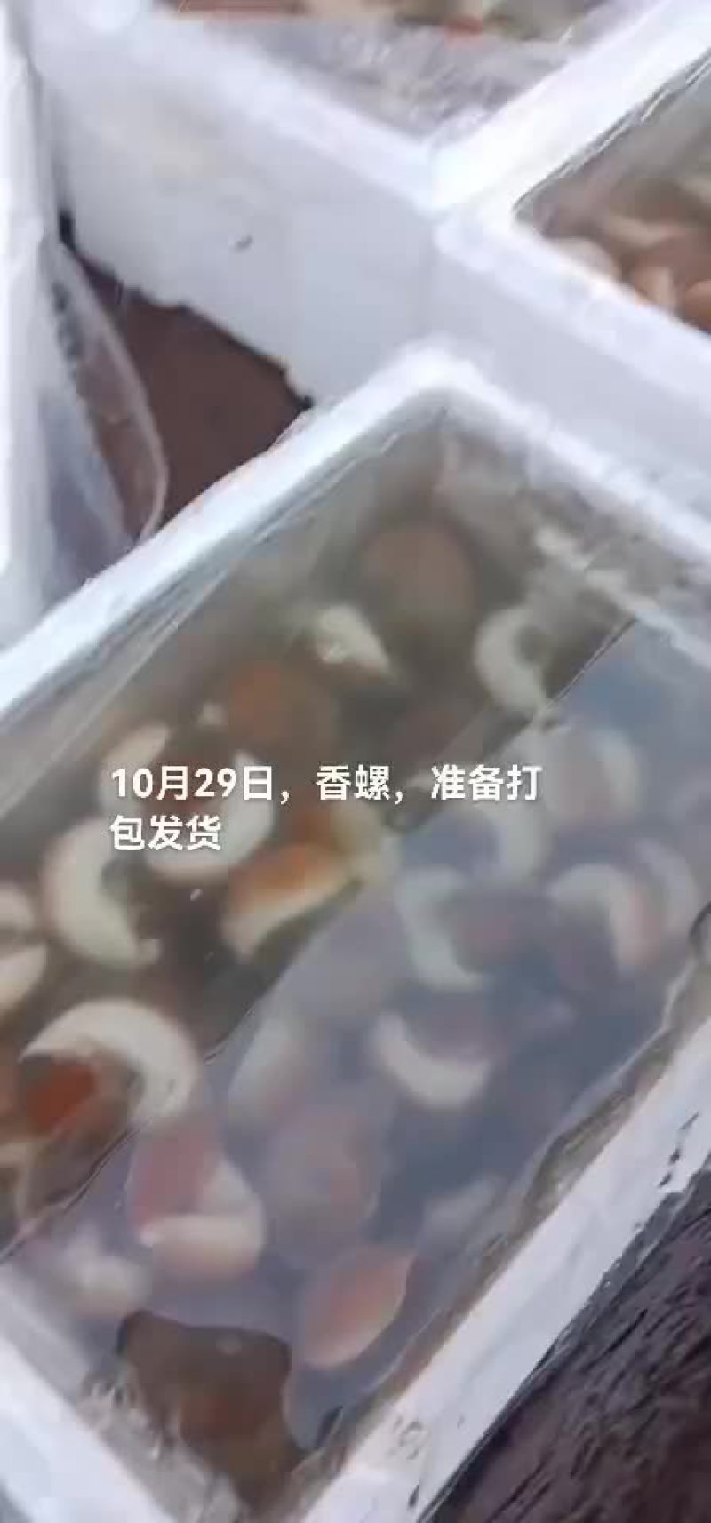 香螺