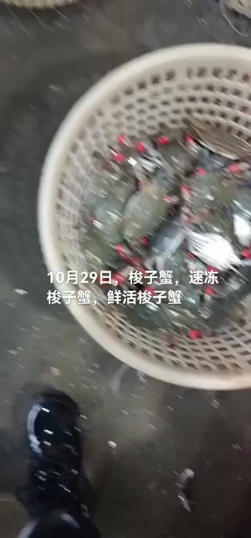 梭子蟹