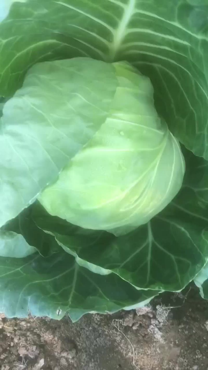 甘蓝