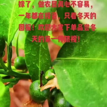 赣南脐橙