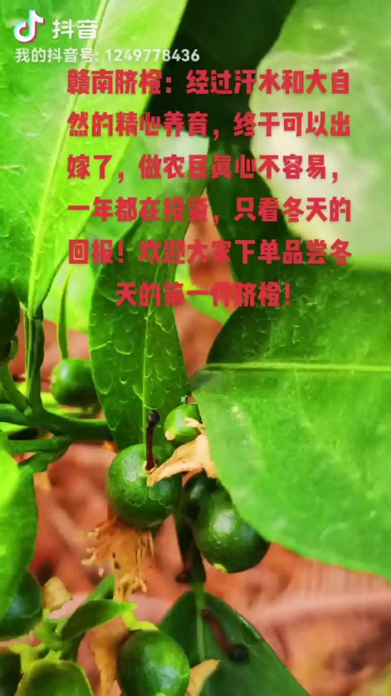 赣南脐橙
