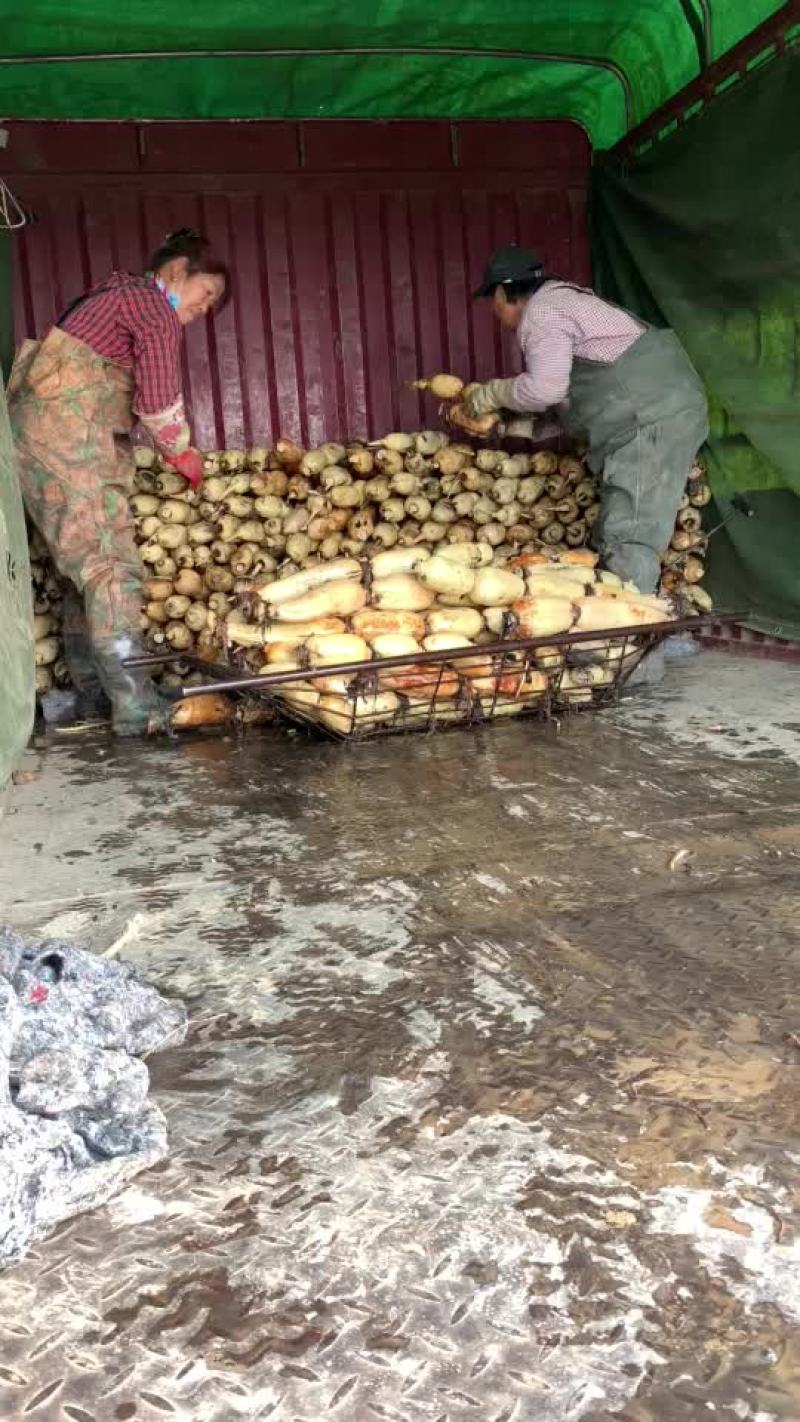 陕西黄河莲藕