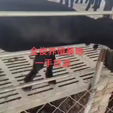 努比亚黑山羊