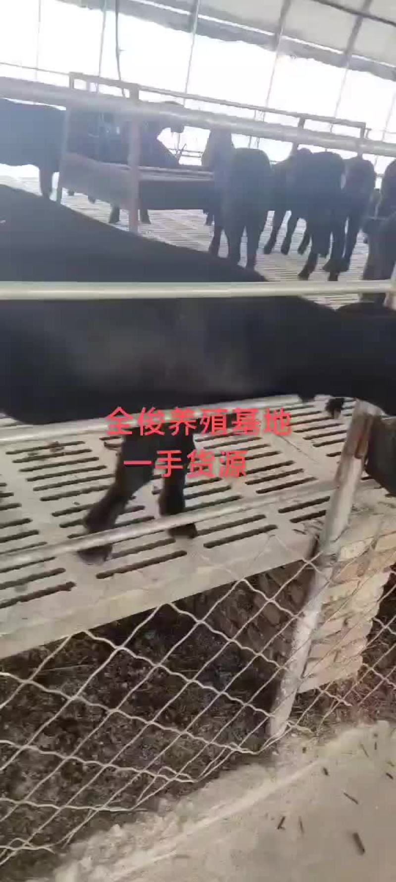 努比亚黑山羊