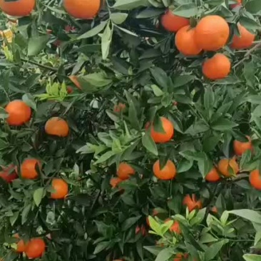 东方红桔大批量上市中，口感好，皮张靓，红红火火！