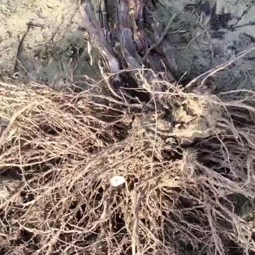 大量供应，占地葡萄树