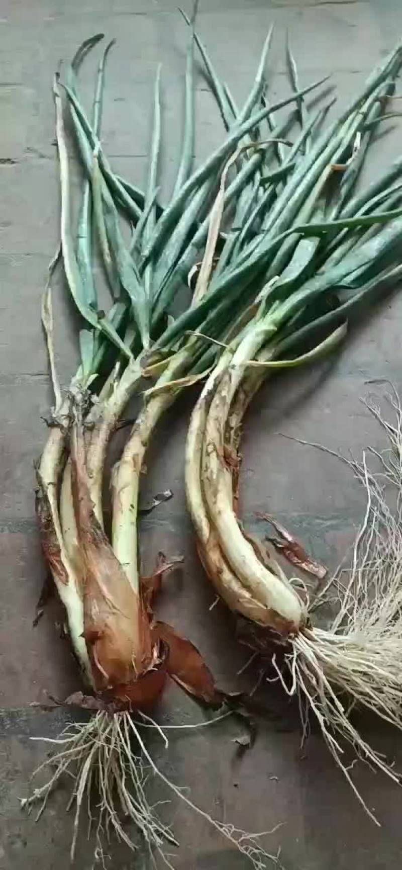 旱地红葱