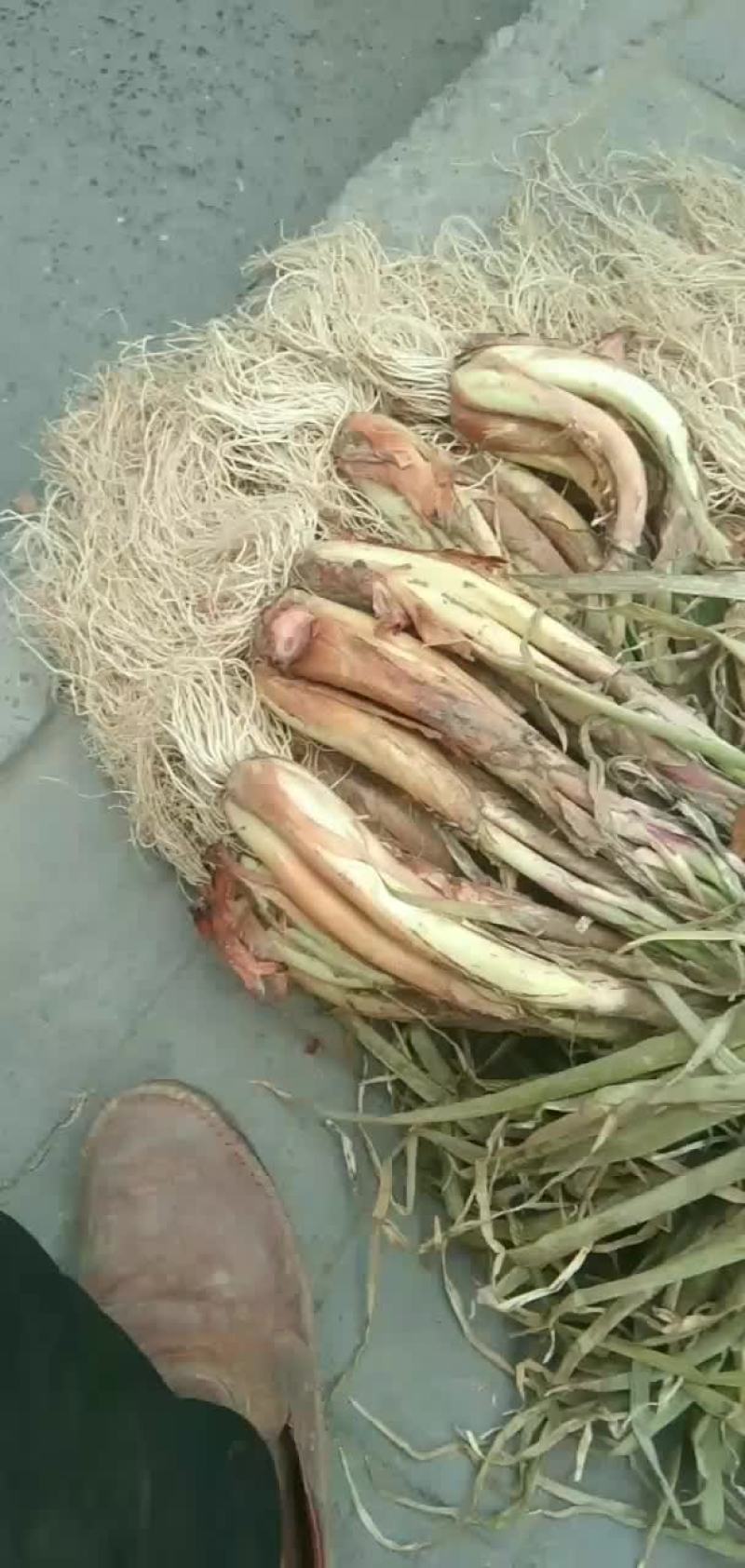 旱地红葱