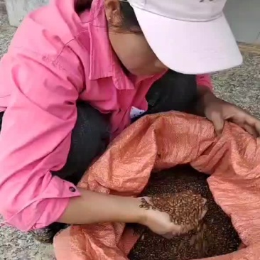 我是古龙镇这边的，我们这边是专业做八角种子，八角嫁接苗的