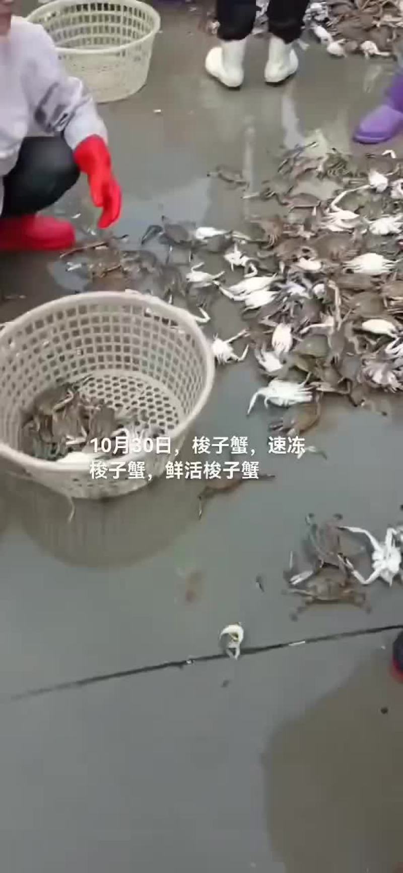 梭子蟹