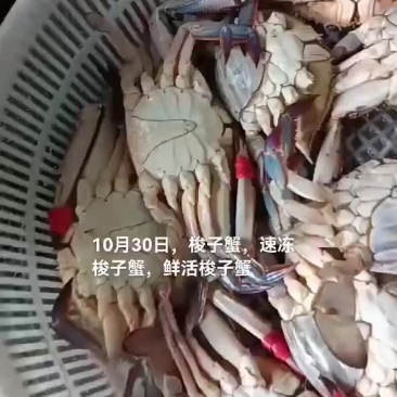 梭子蟹