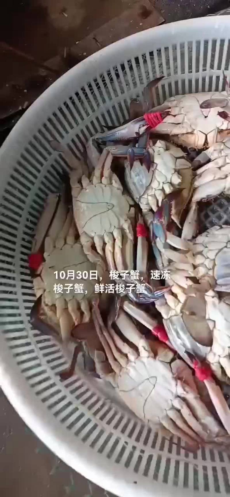 梭子蟹