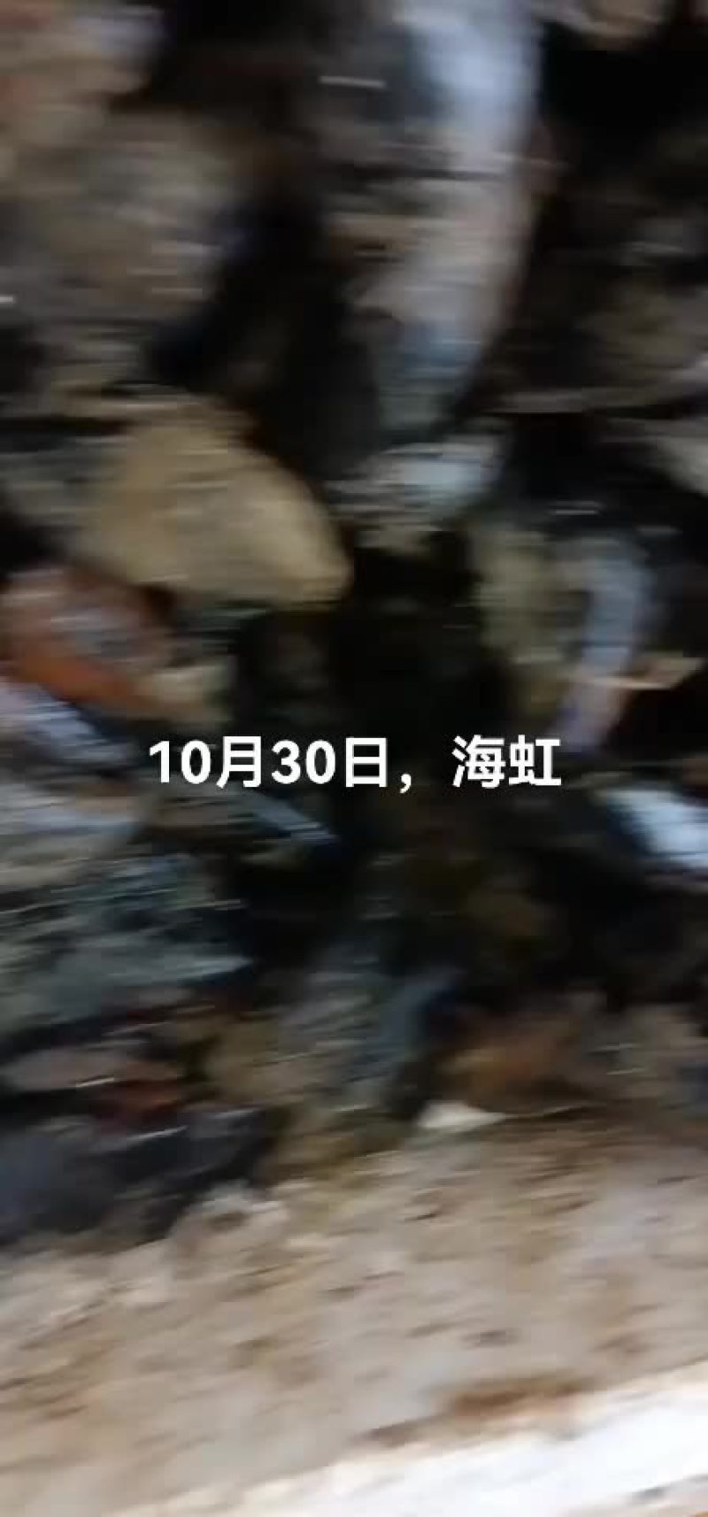 海虹