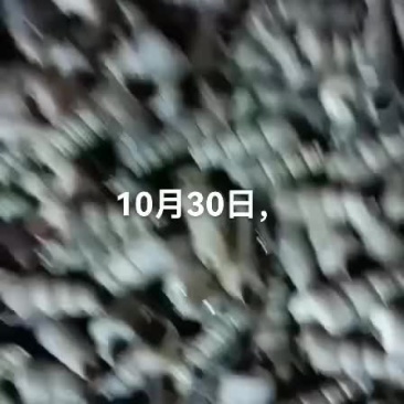 海螺