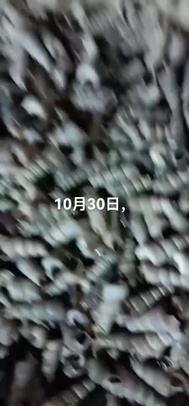 海螺