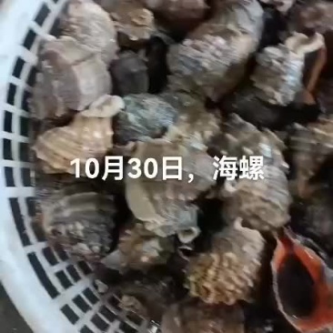 海螺