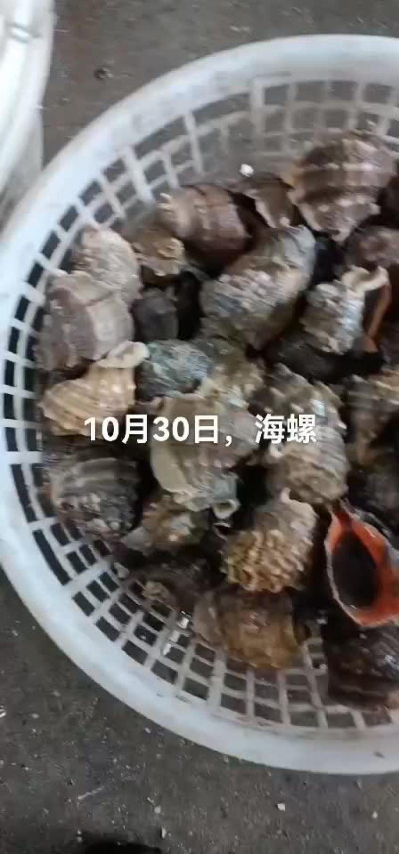 海螺