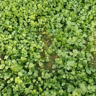 大叶香菜