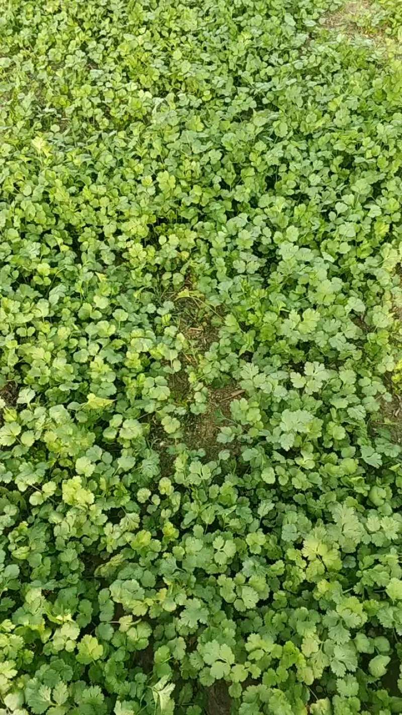 大叶香菜
