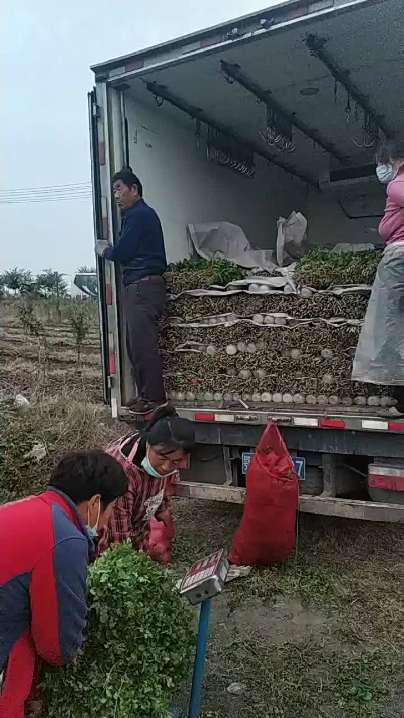 大叶香菜