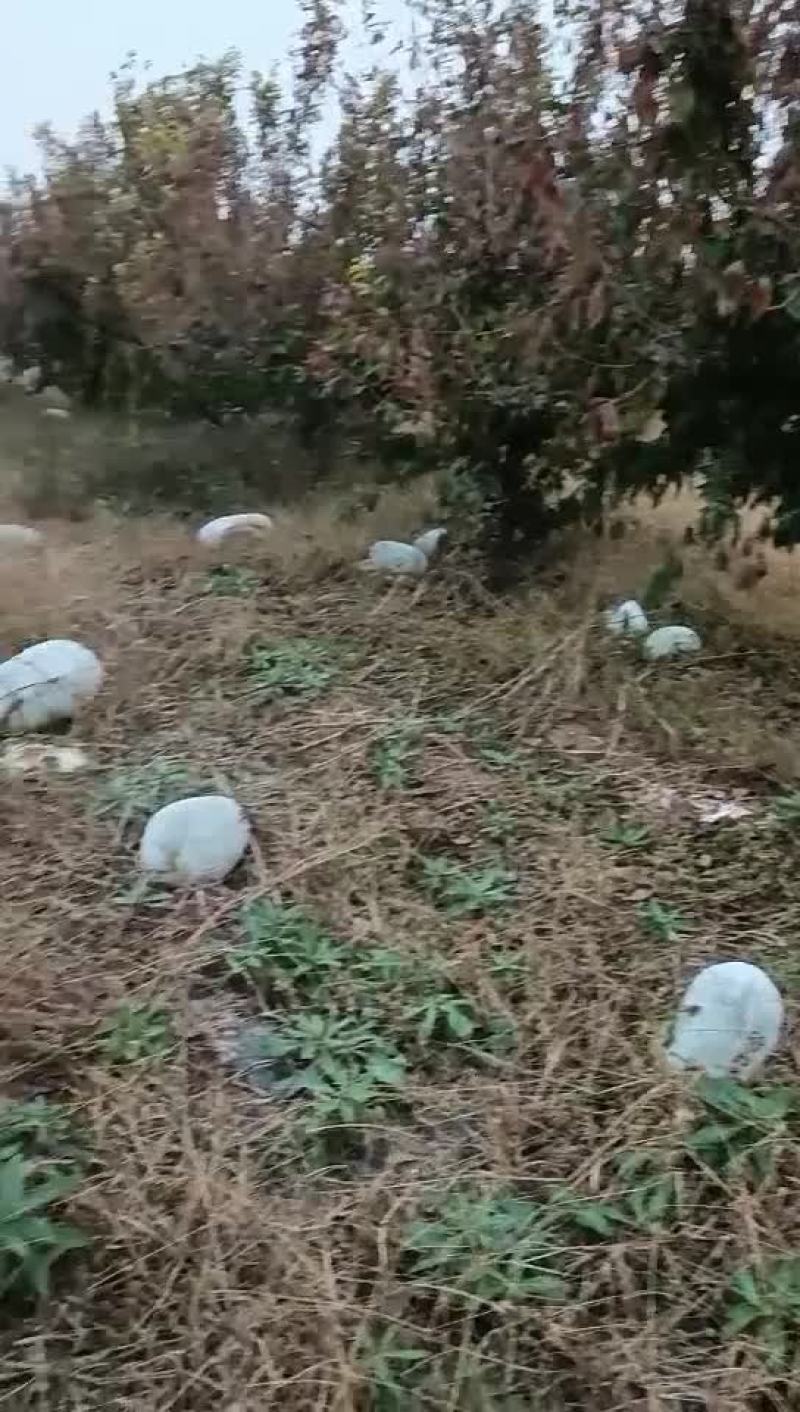 冬瓜田头实拍，白皮黑皮均有现货2万万斤。
