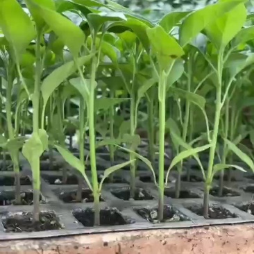 辣椒苗