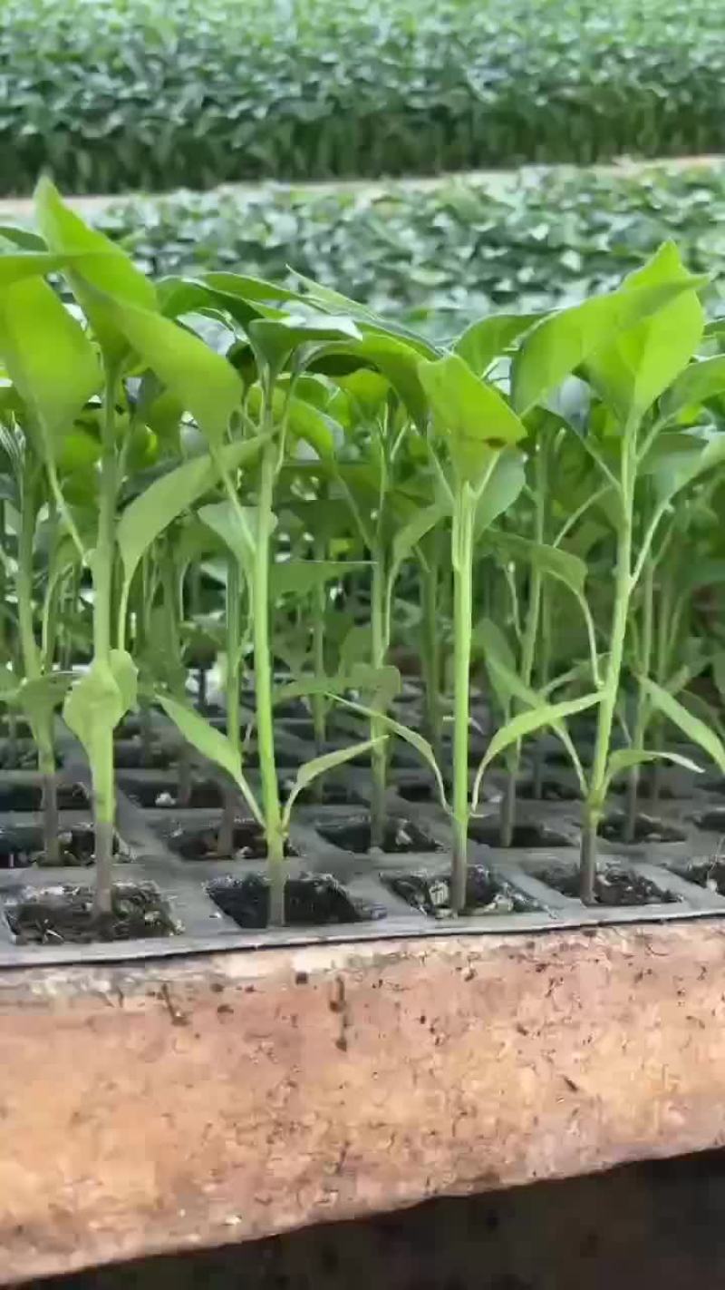 辣椒苗