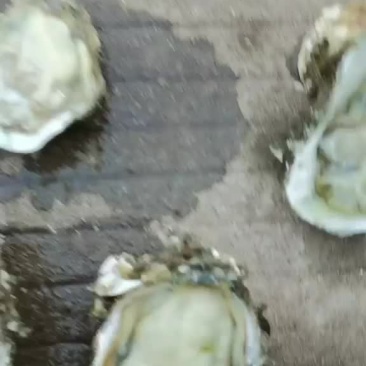 广西三倍体生蚝批发