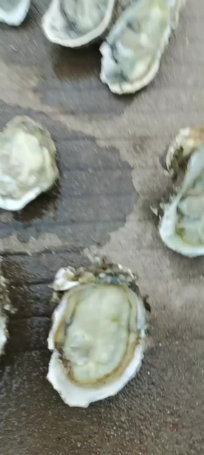 广西三倍体生蚝批发