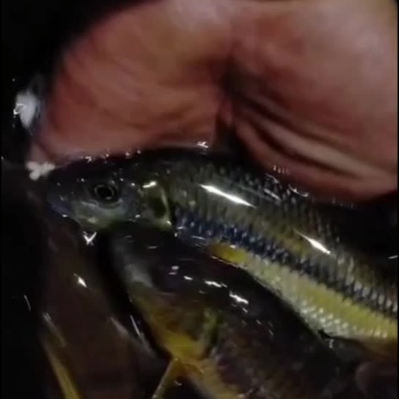 山泉溪水鲜活溪石斑鱼