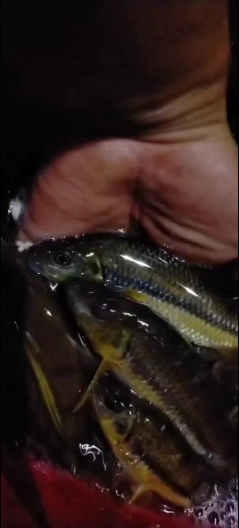 山泉溪水鲜活溪石斑鱼