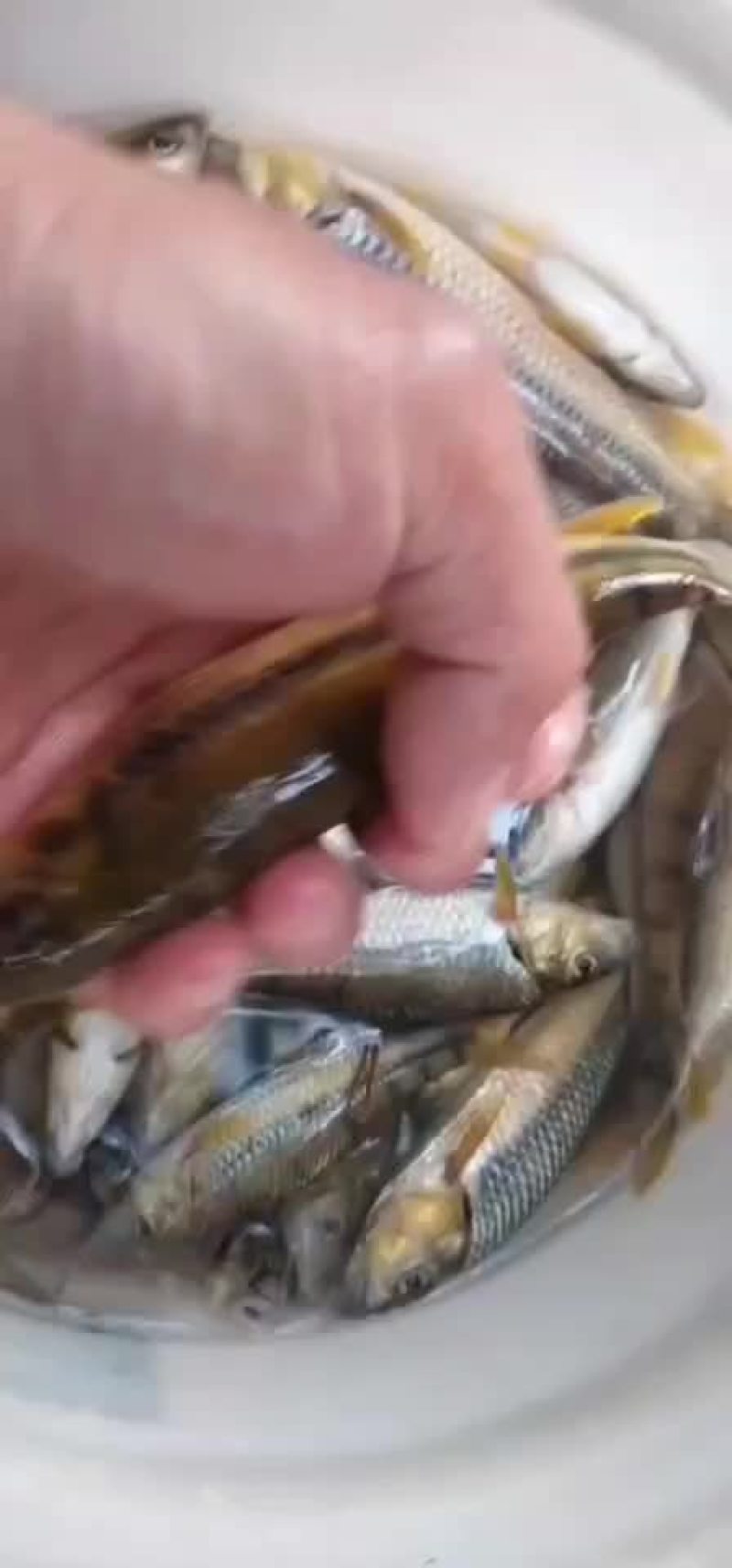 山泉溪水鲜活溪石斑鱼