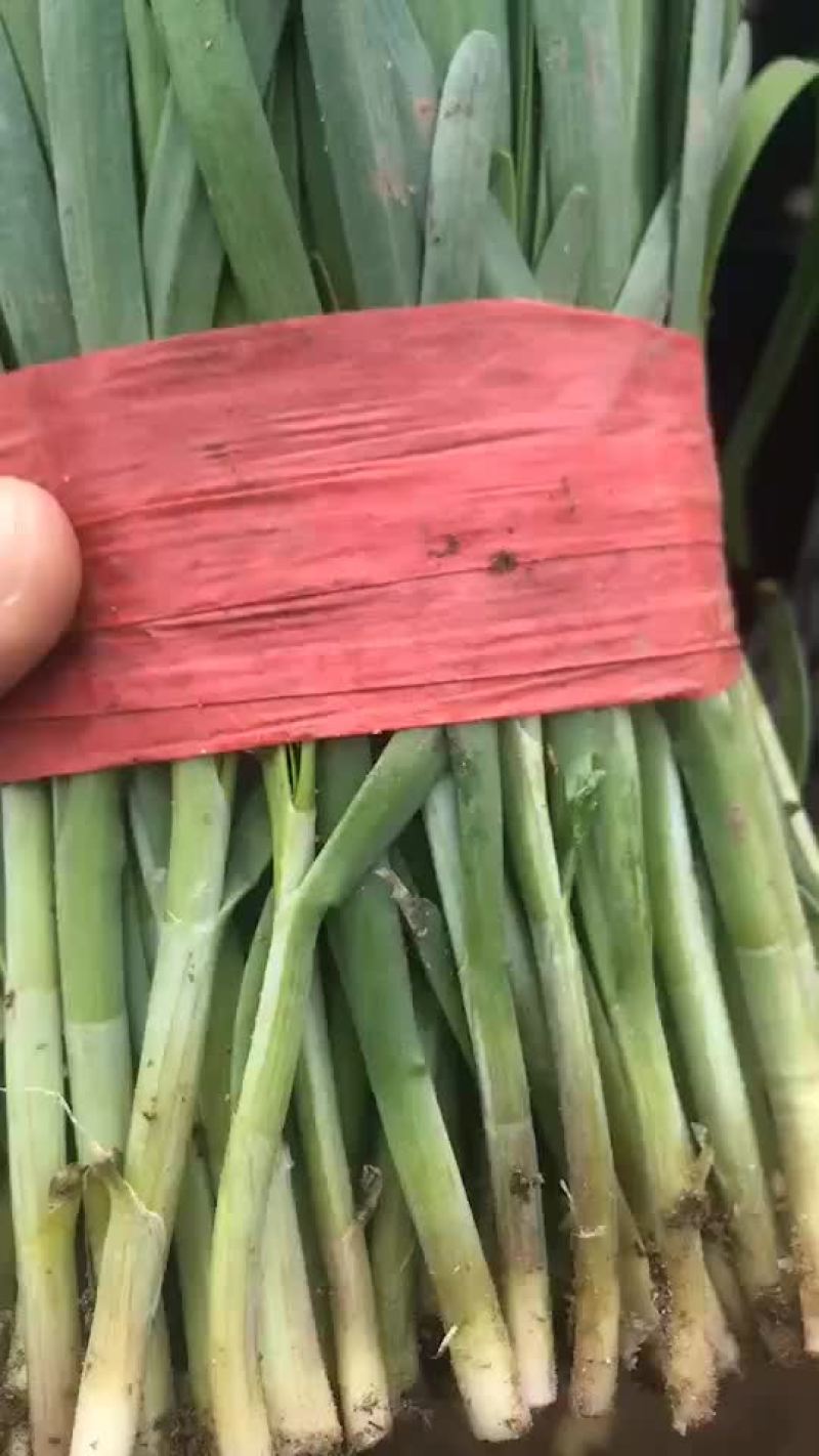 冷棚韭菜大量走货中