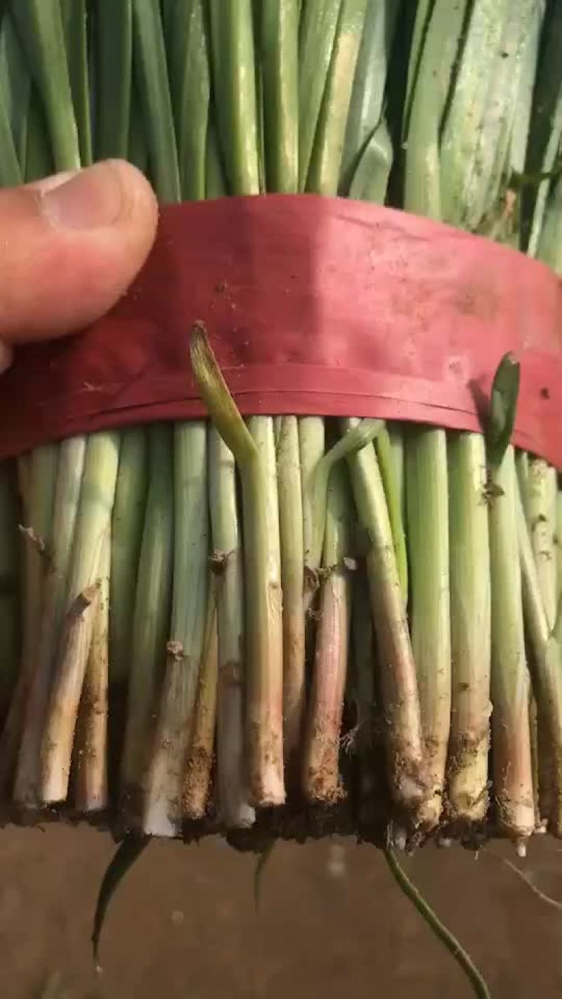 冷棚韭菜大量走货中