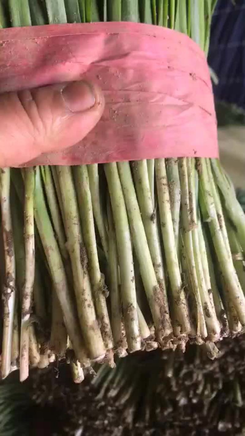 冷棚韭菜大量走货中