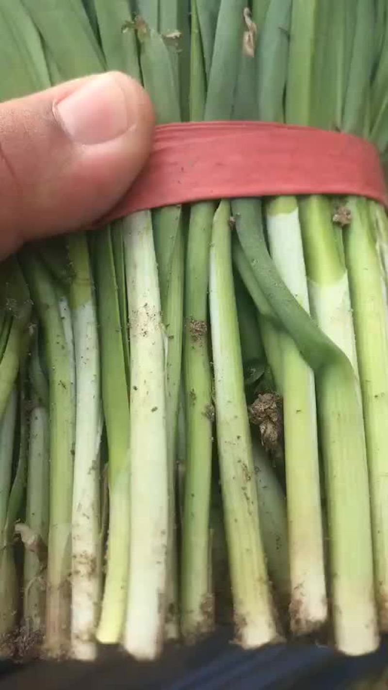 冷棚韭菜大量走货中