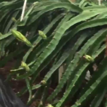 火龙果苗