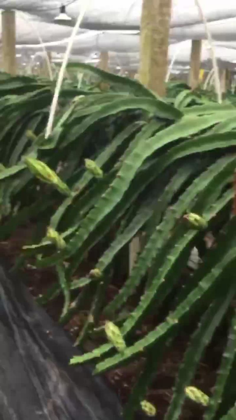火龙果苗