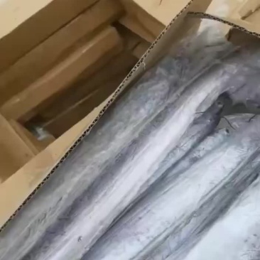 精品刀鱼