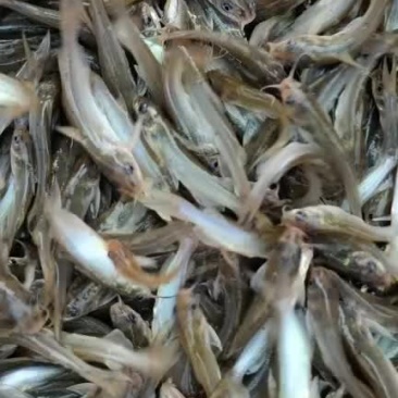 大量出售各种规格叉尾鮰鱼苗